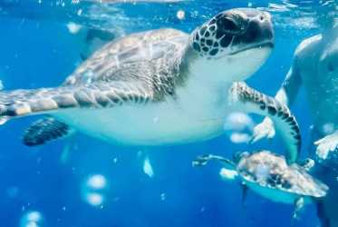 Wycieczka fakultatywna, Wycieczka Miasto duchów, Famagusta, Salamina z rejsem na Blue Lagoon i zatokę żółwi z Protaras