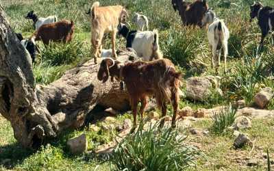 Wycieczka jednodniowa, Wycieczka z Limassol do wąwozu Avakas Kanyon Mini Marathon