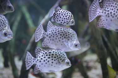 Obóz młodzieżowy, LATO W TROPIKACH - Tropical Islands w cenie, dla chętnych Heide Park, Militarna Przygoda. Kolonie 7-13 lat, Obóz 14-18 lat